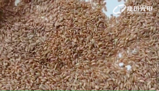 Unpolished Rice Sorting : Not Just Sorting Red Unpolished Rice