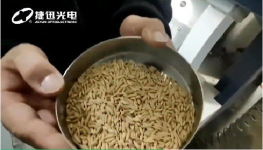 How to sort better quality paddy seeds?