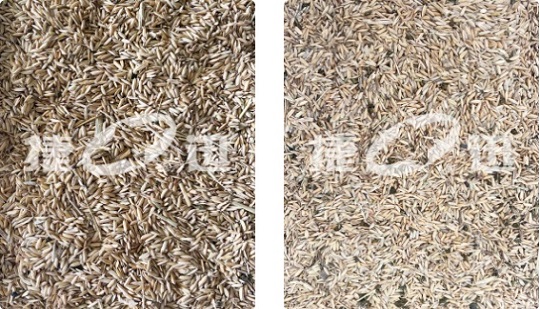 An Anysort SF Color Sorting Machine Can Easily Handle Paddy and Brown Rice Separation!