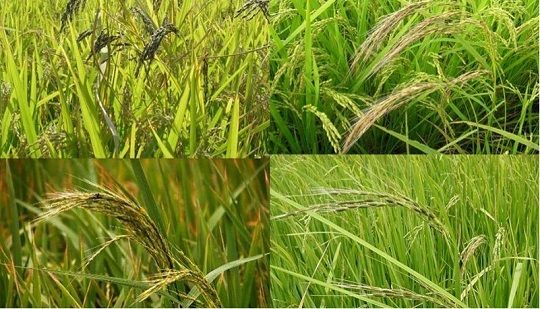 Iterative upgrade of rice quality for consumption of new food